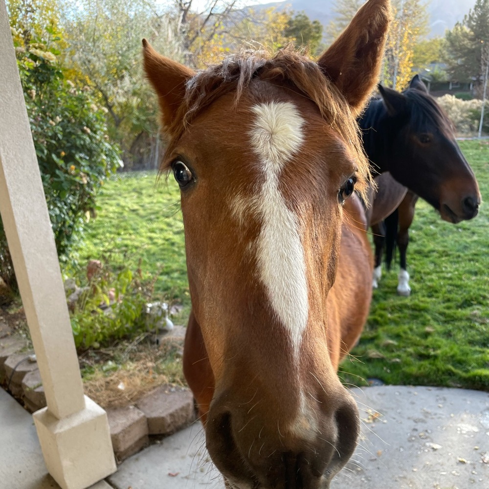 Meet your Posher, Jordan